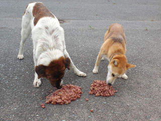 Illustration for article titled This MMA Badass Braved the Fukushima Evacuation Zone Just to Feed Stray Dogs